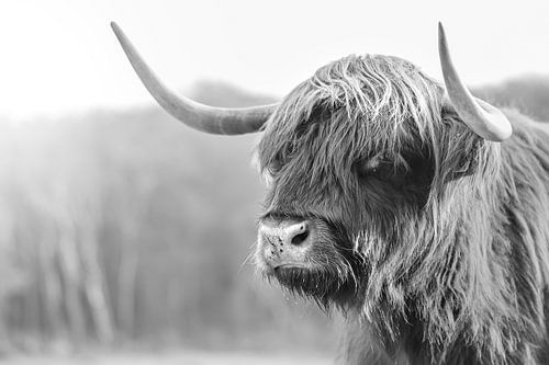 Scottish Highlander