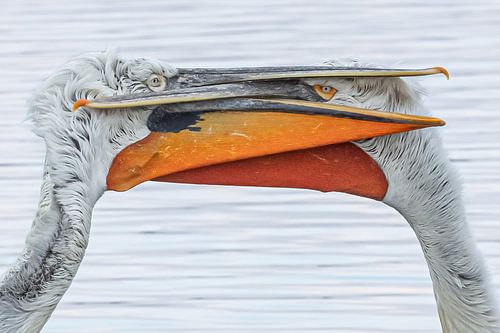 Fight for your right!  Dalmatische Pelikanen