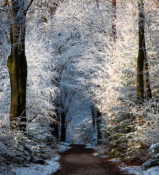 Winterwunderland 2 von René Jonkhout