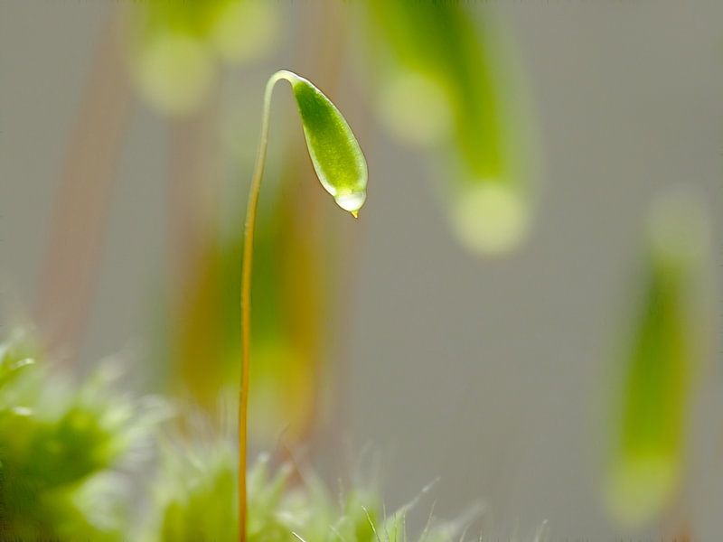 Light-Dot (Moss in Sunlight) by Caroline Lichthart