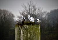 Gruppe von Möwen auf einer Stange