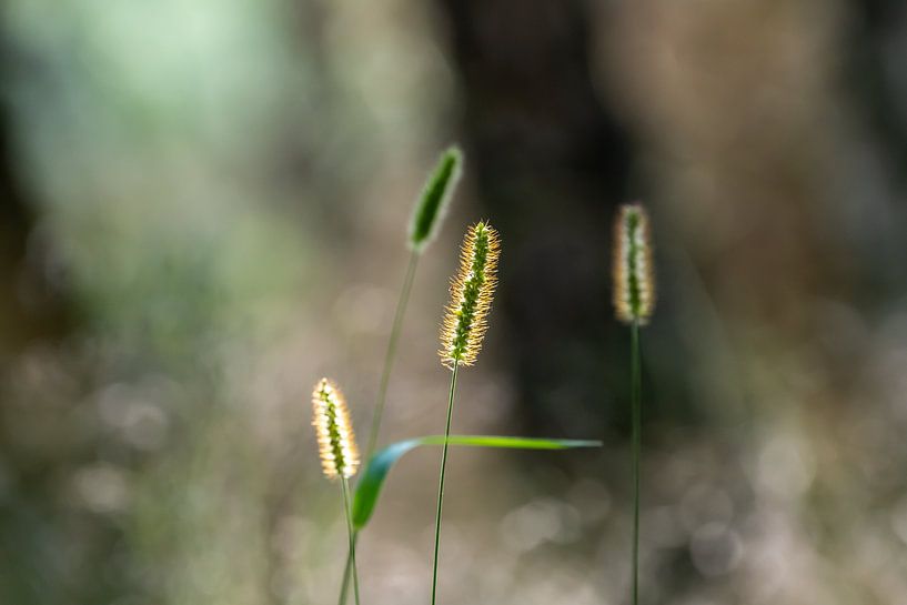 L'herbe et le bokeh par Rense Sjoers