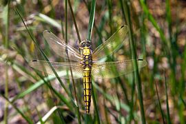 Vierge en forme de coin sur t.ART