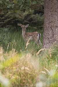 Bambi in het bos van Louise Poortvliet