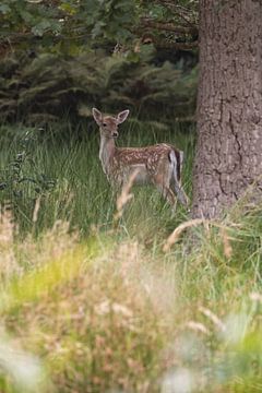 Bambi in het bos van Louise Poortvliet