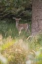 Bambi in het bos van Louise Poortvliet thumbnail