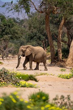 Eléphant du désert africain dans une rivière sèche en Namibie, Afrique sur Patrick Groß
