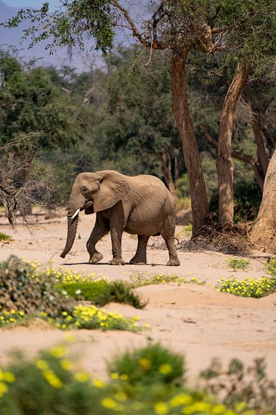 African desert elephant in a dry river in Namibia, Africa by Patrick Groß