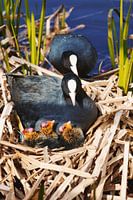 Meerkoet Nest