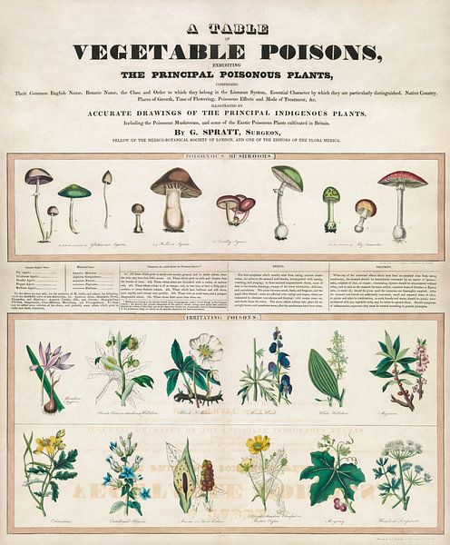 Poisonous mushrooms by Vintage Afbeeldingen
