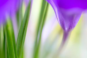 Kleurrijk detail van een krokus van Mark Scheper