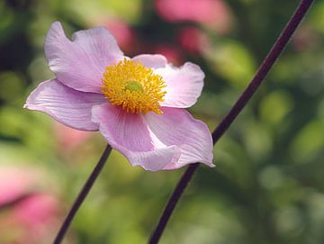 Pink Anemone by MMFoto