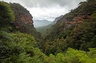 Blue Mountains Dschungel Schlucht von Jiri Viehmann Miniaturansicht