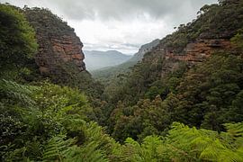 Blue Mountains Dschungel Schlucht von Jiri Viehmann