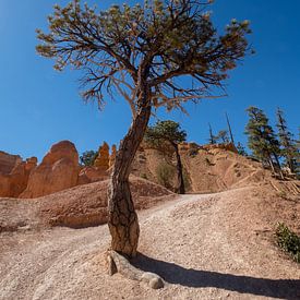 Arbre solitaire dans le parc national de Bryce Canyon sur Ooks Doggenaar