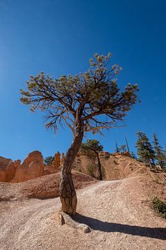 Eenzame boom in Bryce Canyon National Park van Ooks Doggenaar