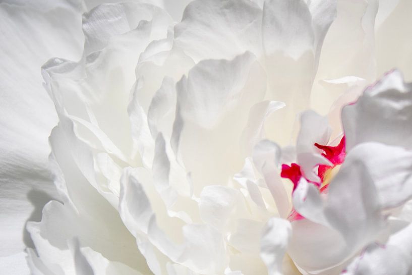 White Peony Closeup 01 | Picture by Yvonne Warmerdam