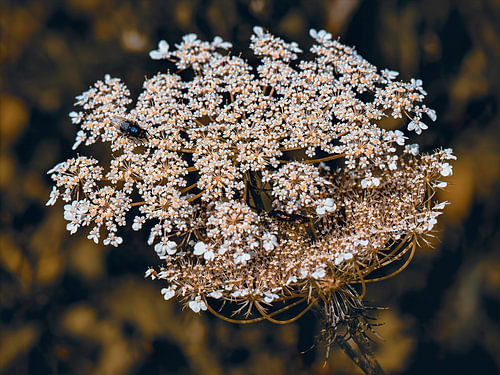 Makrofotografie einer Dolde mit Insekten