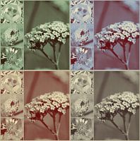 Vintage bloemencollage