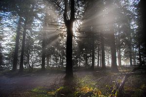 Mystischer Schwarzwald