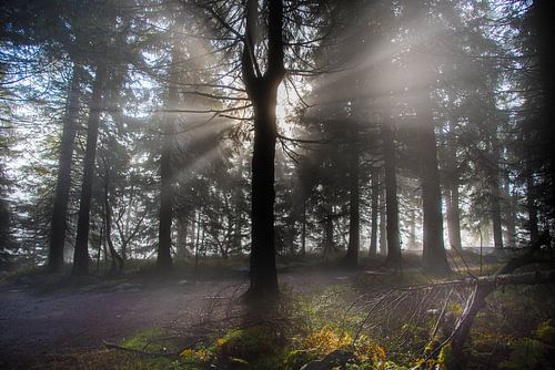 Mystiek Zwarte Woud