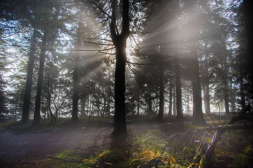 Forêt-Noire mystique par Tanja Voigt