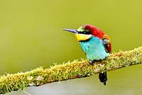 Bee-eater