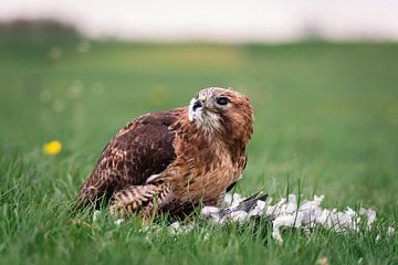 Un oiseau de proie mange sa proie - La buse à queue rousse mange sa proie sur Jolanda Aalbers