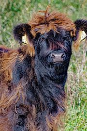 Scottish Highlander calf "Black Friday" by Truckpowerr