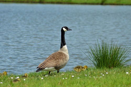 Ouder gans met kuikens