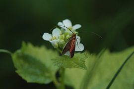 Golden butterfly by Kathleen Gouw