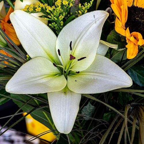 Iris