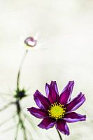 Color purple