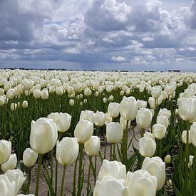 Weiße Tulpen unter einem grauen Himmel bewölkt von Rik van de Beek