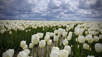 White tulips under a gray cloud sky
