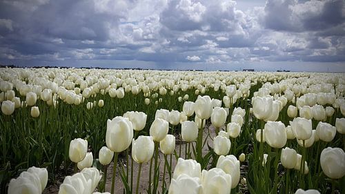 White tulips under a gray cloud sky