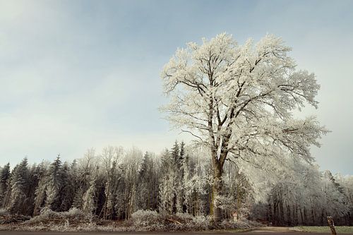 Kale bomen met vorst
