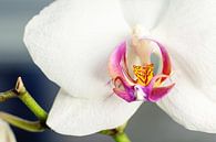 De orchidee van Angelique van Kreij thumbnail