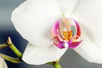 De orchidee