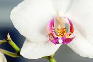 De orchidee van Angelique van Kreij