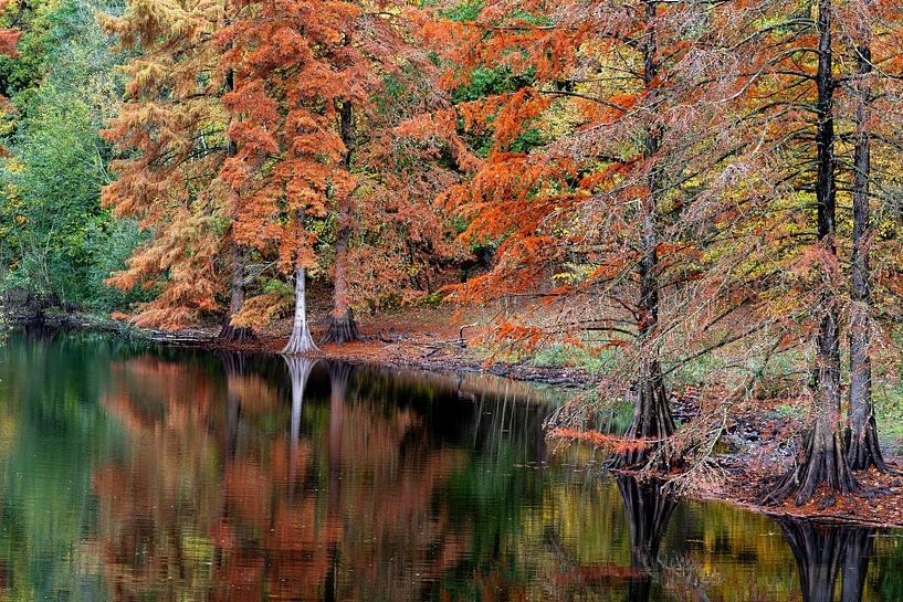 Cyprès des marais au bord de l'eau par Eugene Winthagen