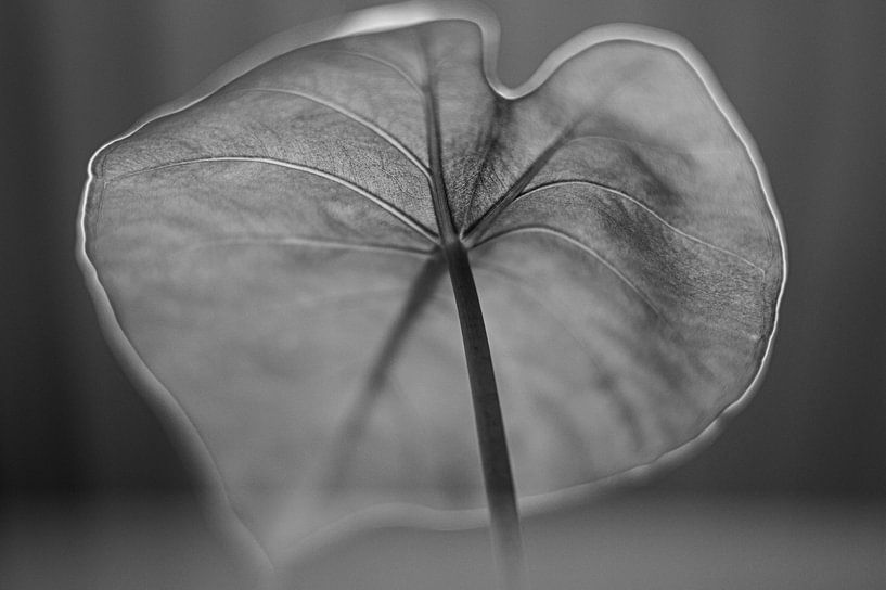 Blatt von KDX