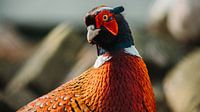 pheasant
