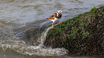 Vogelfotografie - Steenloper... van Bert v.d. Kraats Fotografie