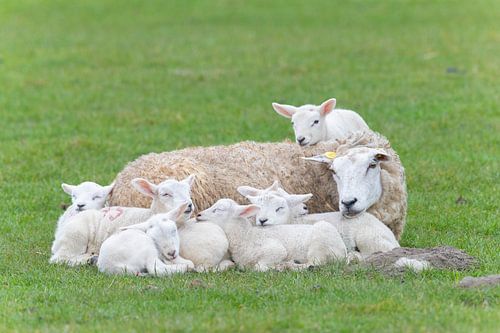 Schaap met lam