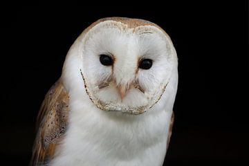 Kerkuil (Tyto alba) van Ronald Pol