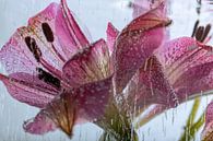 Rode Alstroemeria in ijs 1 van Marc Heiligenstein thumbnail