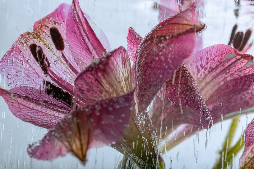 Rode Alstroemeria in ijs 1 van Marc Heiligenstein