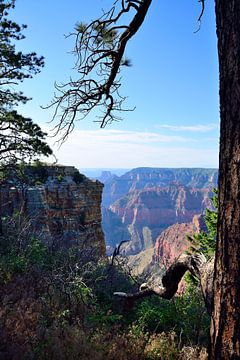 Hoge bomen bij de canyon van Frank's Awesome Travels