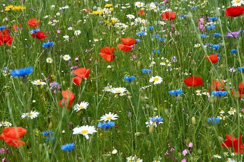 Wilde bloemen tuin
